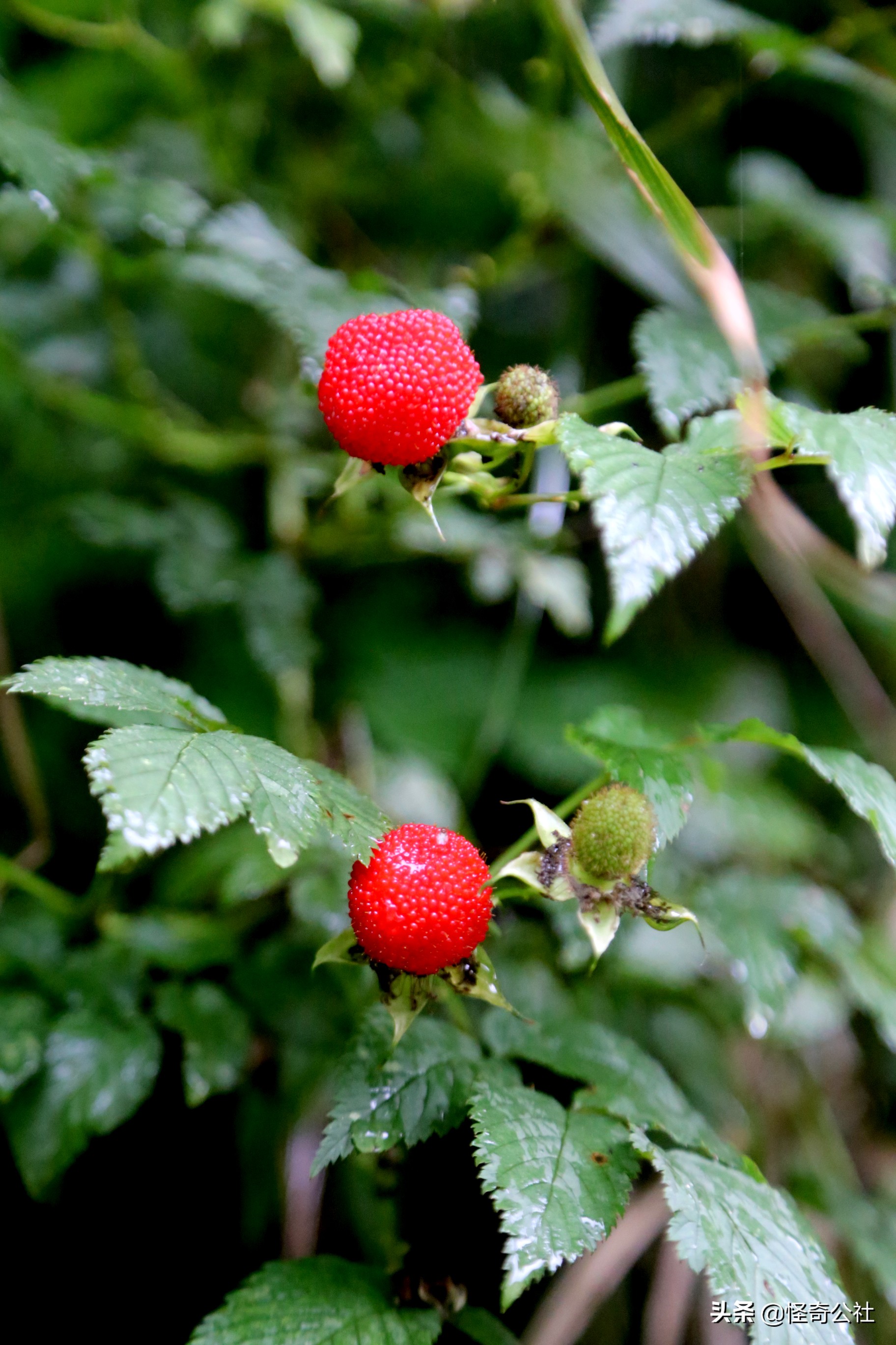 山莓与刺莓功效图片